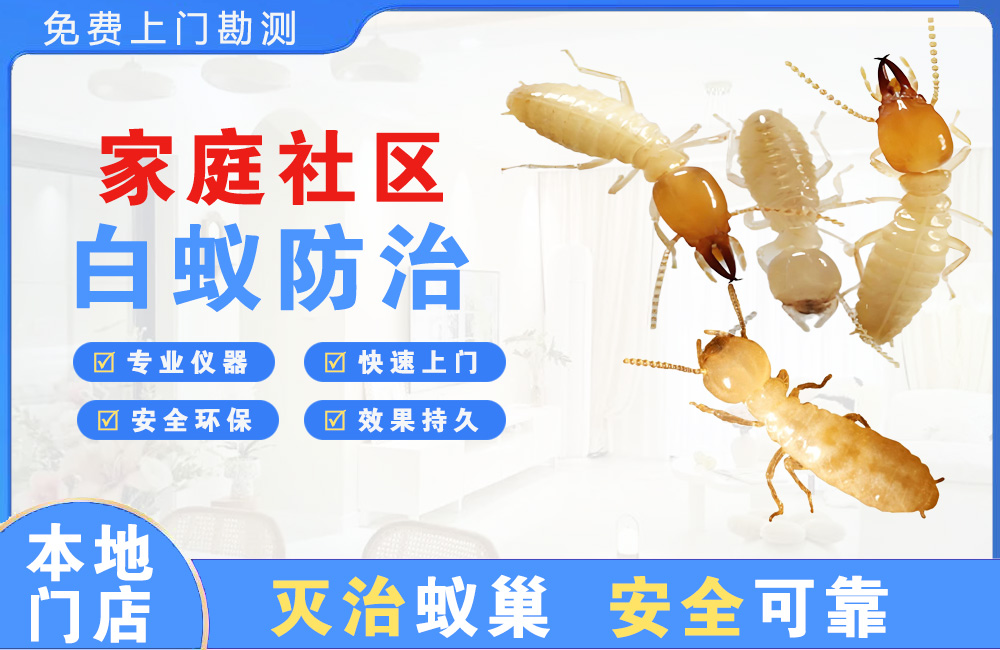 成都家庭社区白蚁防治