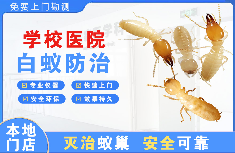 成都学校医院白蚁防治